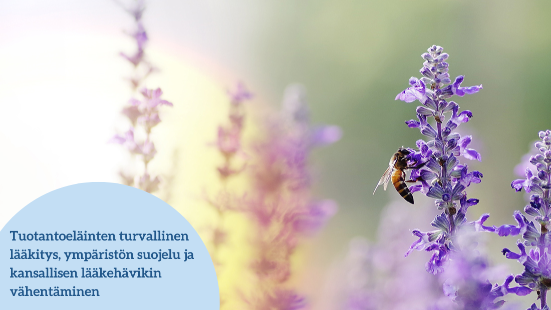Mehiläinen violetissa kukassa.